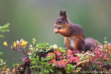 Red squirrel24/11/2025